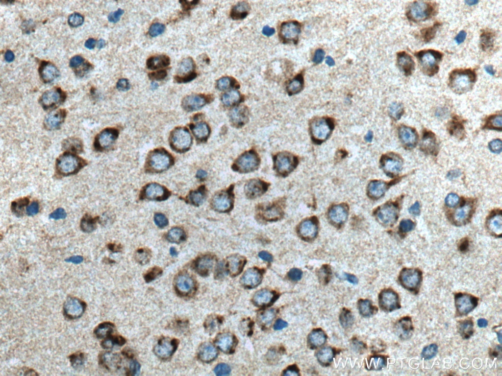 Immunohistochemistry (IHC) staining of mouse brain tissue using VAMP4 Monoclonal antibody (67219-1-Ig)