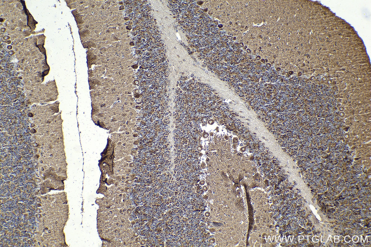 Immunohistochemistry (IHC) staining of mouse cerebellum tissue using VAMP4 Monoclonal antibody (67219-1-Ig)