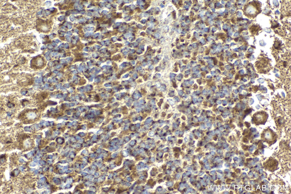 Immunohistochemistry (IHC) staining of mouse cerebellum tissue using VAMP4 Monoclonal antibody (67219-1-Ig)