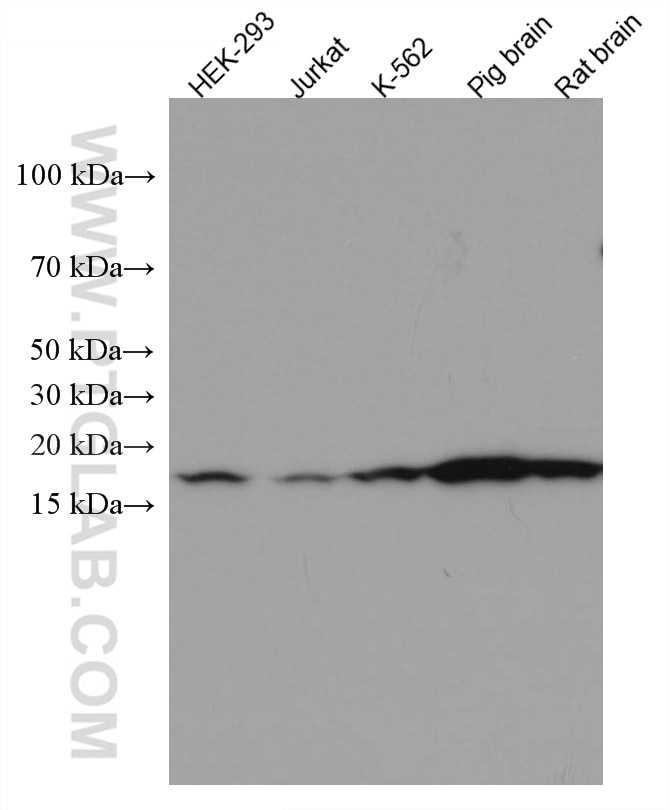 Western Blot (WB) analysis of various lysates using VAMP4 Monoclonal antibody (67219-1-Ig)