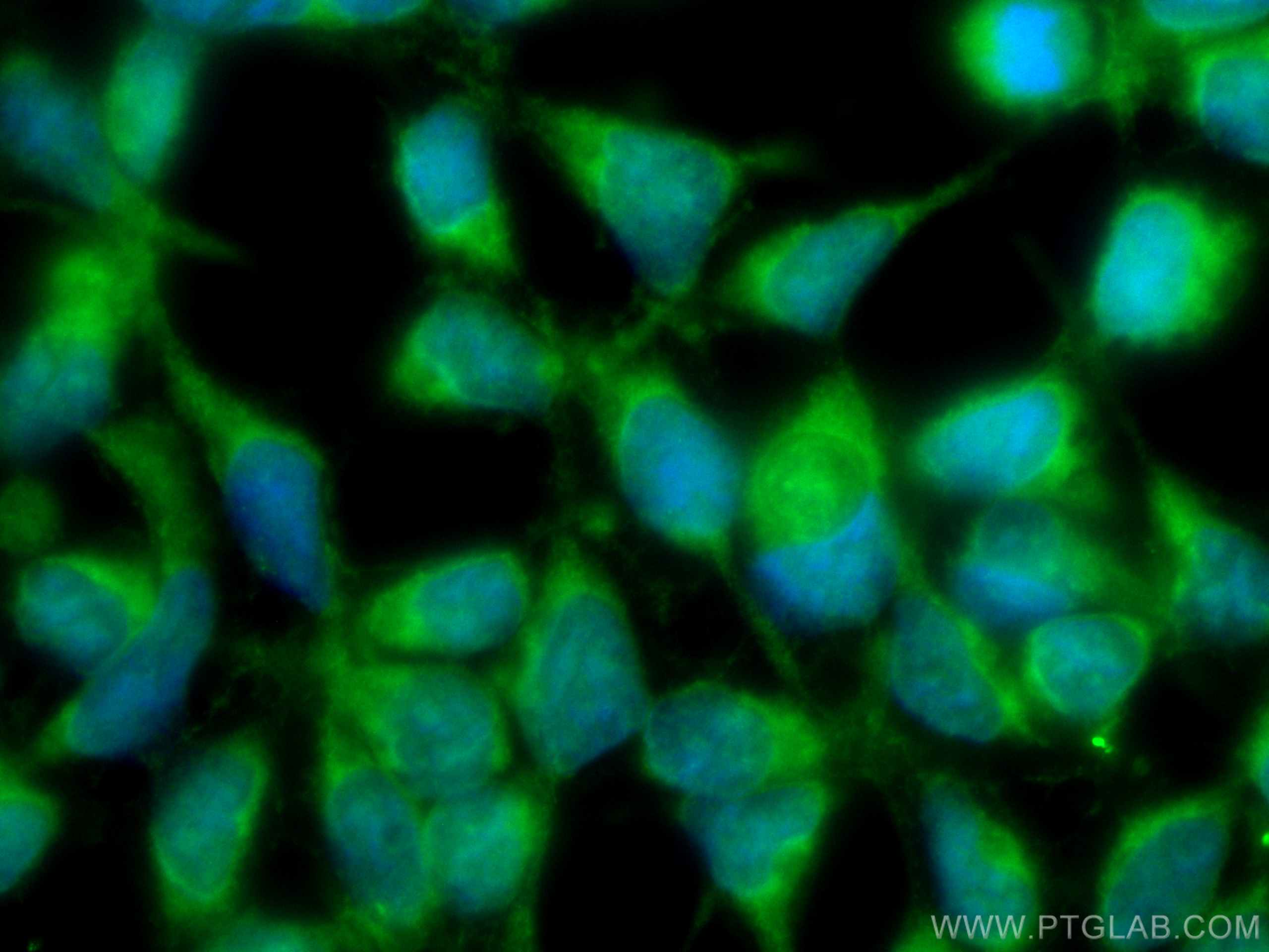 Immunofluorescence (IF) / fluorescent staining of HEK-293 cells using CoraLite® Plus 488-conjugated VAMP4 Monoclonal ant (CL488-67219)