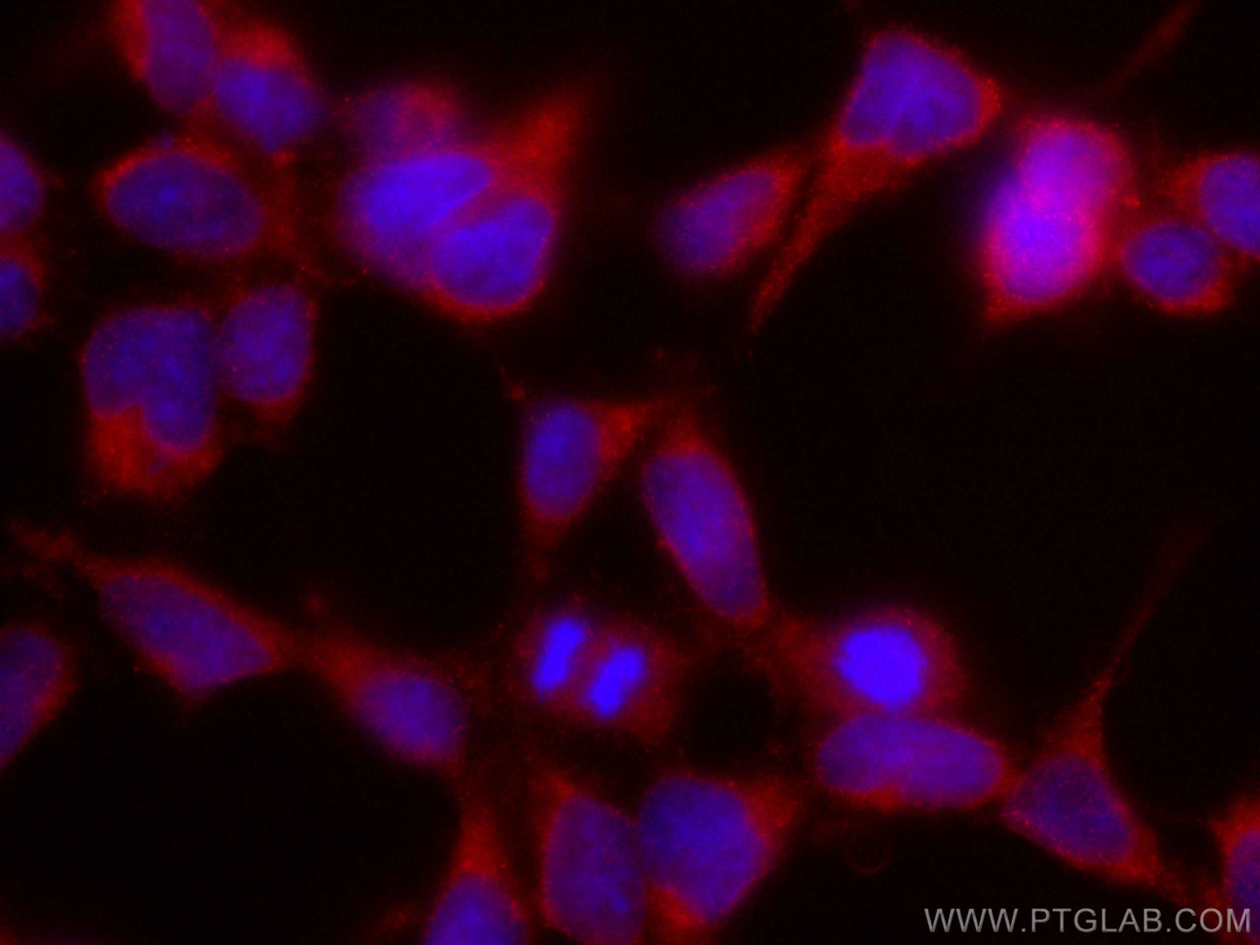 Immunofluorescence (IF) / fluorescent staining of HEK-293 cells using CoraLite®594-conjugated VAMP4 Monoclonal antibody (CL594-67219)