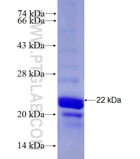 VAMP4 fusion protein Ag27854 SDS-PAGE