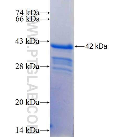 VAMP4 fusion protein Ag1090 SDS-PAGE