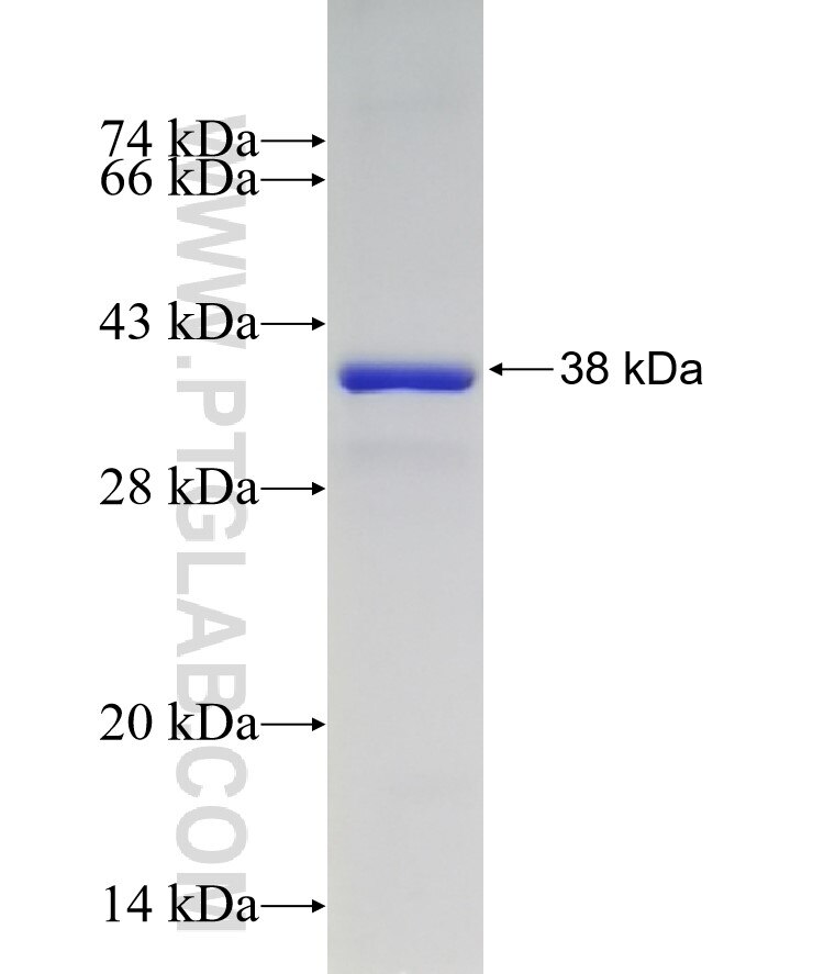 VAMP5 fusion protein Ag2390 SDS-PAGE