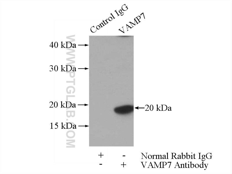 Immunoprecipitation (IP) experiment of mouse brain tissue using VAMP7/TI-VAMP Polyclonal antibody (22268-1-AP)