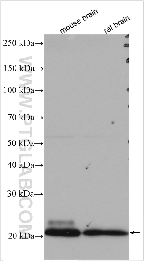 Western Blot (WB) analysis of various lysates using VAMP7/TI-VAMP Polyclonal antibody (22268-1-AP)