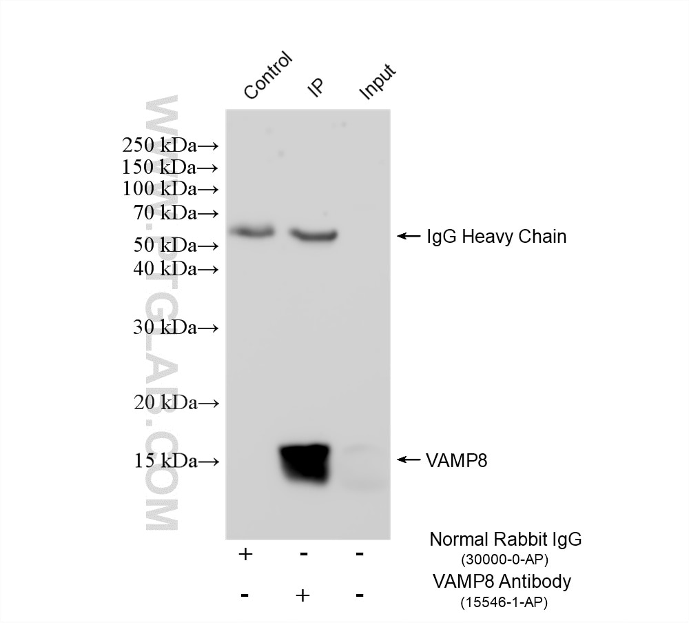 Immunoprecipitation (IP) experiment of A431 cells using VAMP8 Polyclonal antibody (15546-1-AP)