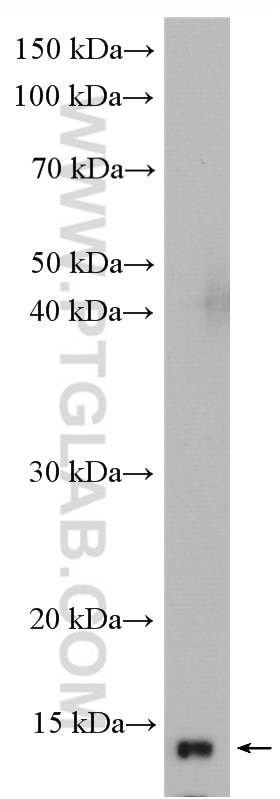 Western Blot (WB) analysis of PC-12 cells using VAMP8 Polyclonal antibody (15546-1-AP)