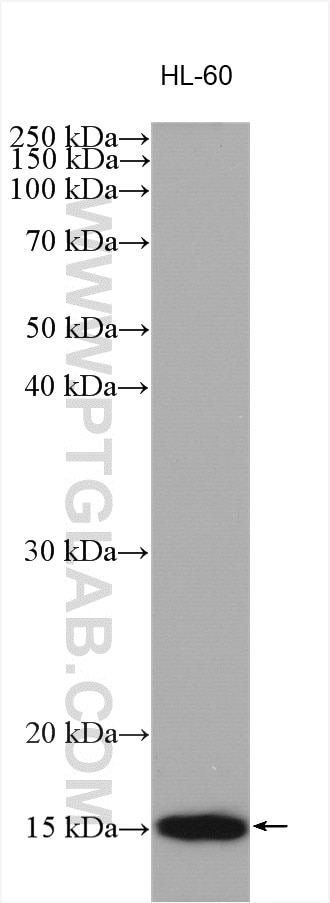 Western Blot (WB) analysis of various lysates using VAMP8 Polyclonal antibody (15546-1-AP)