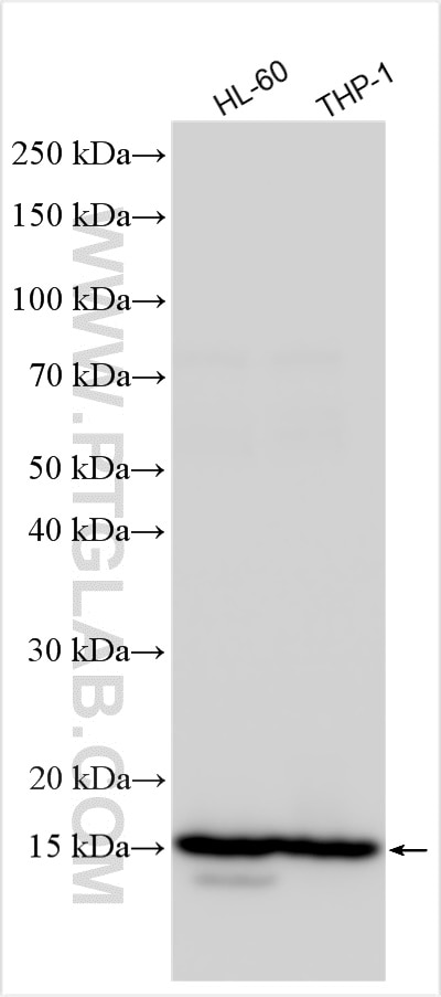 Western Blot (WB) analysis of various lysates using VAMP8 Polyclonal antibody (15546-1-AP)