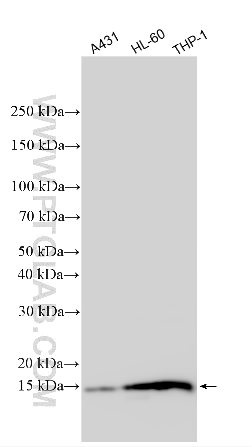 Western Blot (WB) analysis of various lysates using VAMP8 Polyclonal antibody (15546-1-AP)