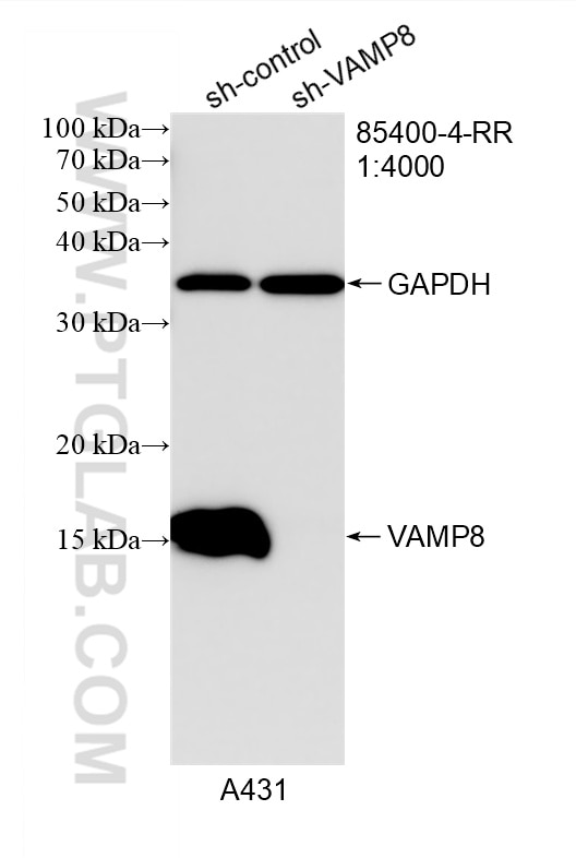 WB analysis of A431 using 85400-4-RR Western Blot (WB) analysis of A431 cells using VAMP8 Recombinant monoclonal antibody (85400-4-RR)