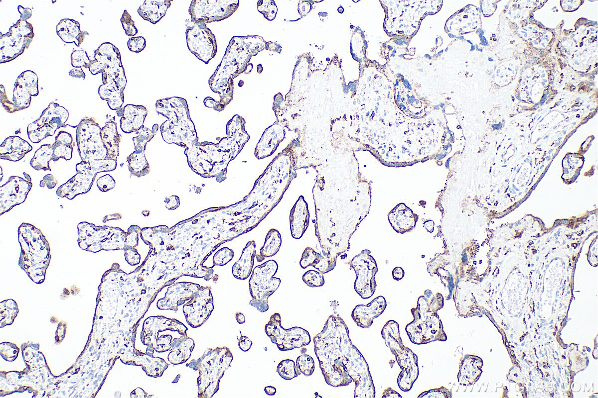 Immunohistochemistry (IHC) staining of human placenta tissue using Multi-rAb® VAMP8 Multi-Recombinant antibody (RMX00044)