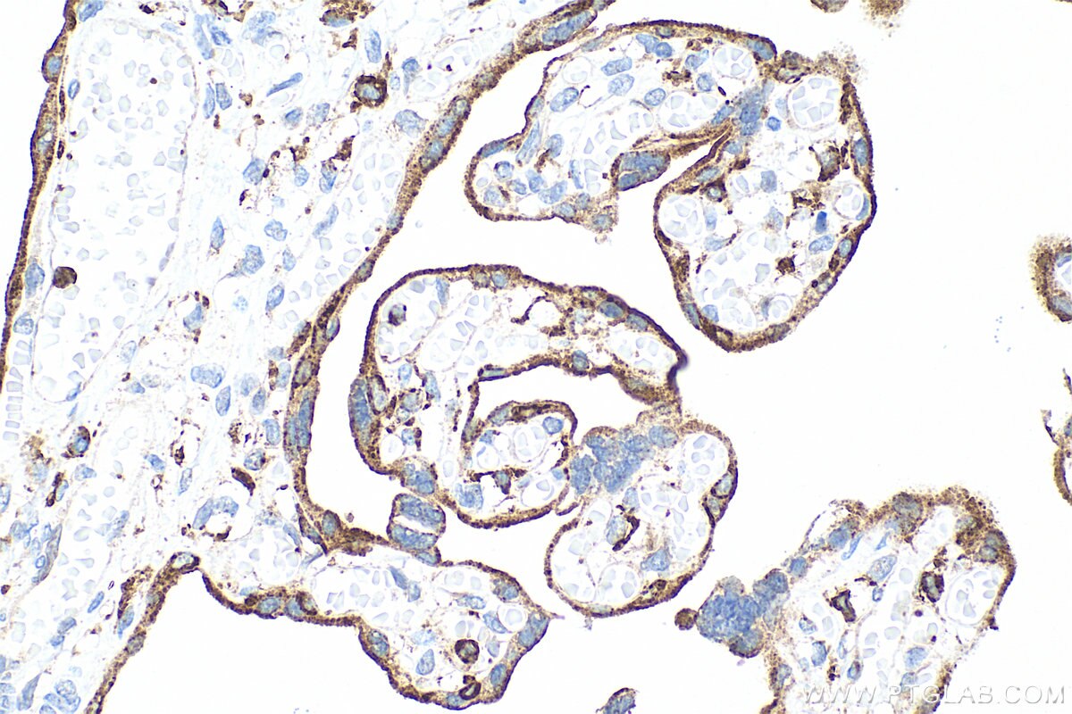 Immunohistochemistry (IHC) staining of human placenta tissue using Multi-rAb® VAMP8 Multi-Recombinant antibody (RMX00044)