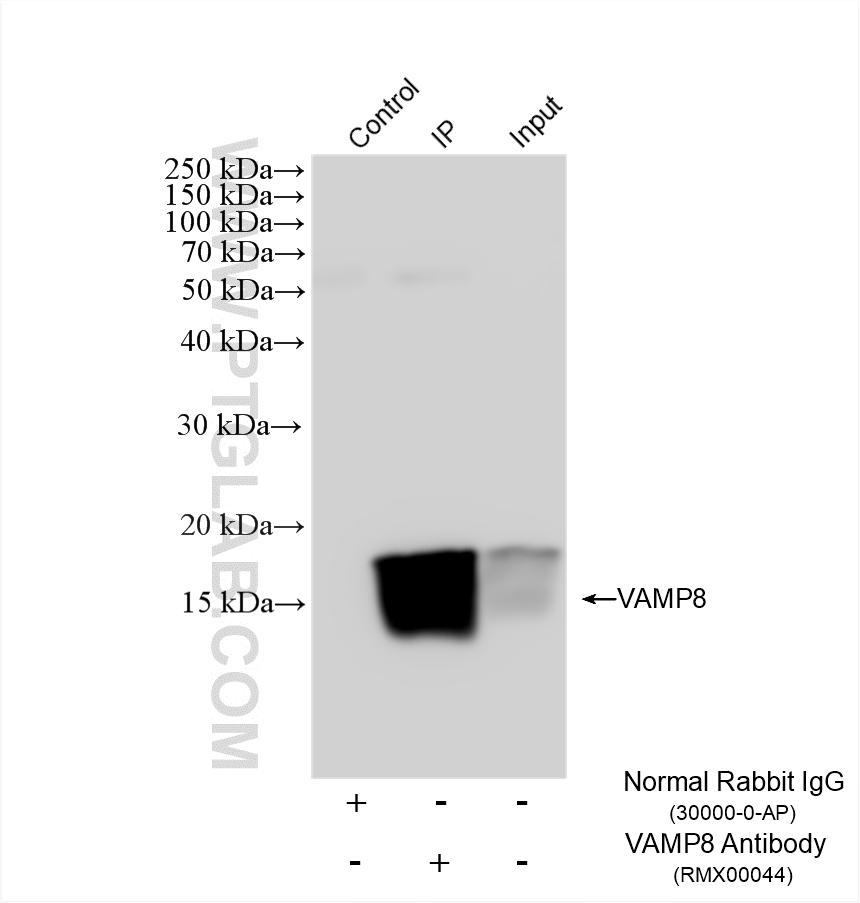 Immunoprecipitation (IP) experiment of THP-1 cells using Multi-rAb® VAMP8 Multi-Recombinant antibody (RMX00044)