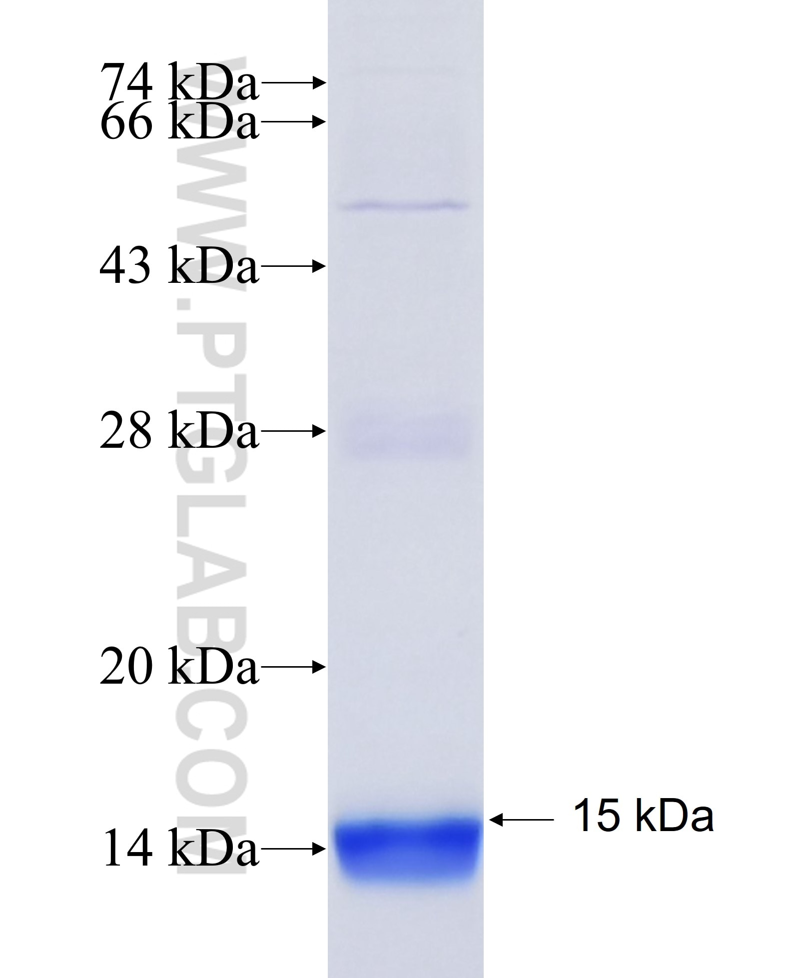VAMP8 fusion protein Ag8381 SDS-PAGE