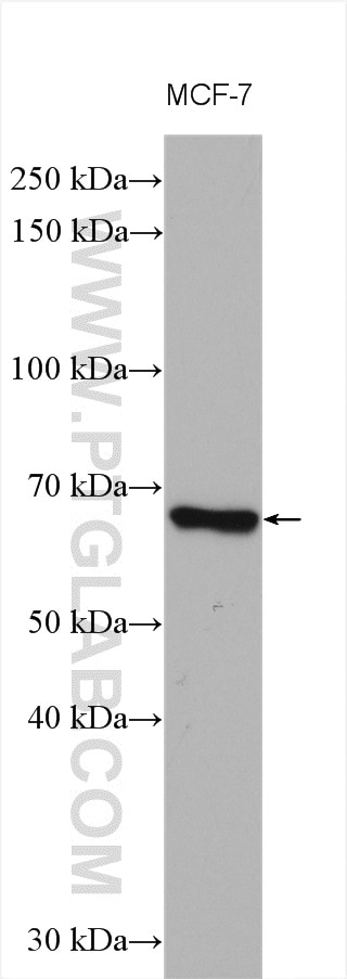 Western Blot (WB) analysis of various lysates using VANGL1 Polyclonal antibody (14696-1-AP)