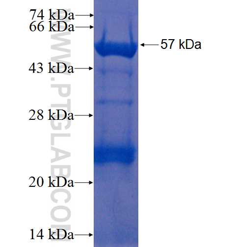 VANGL1 fusion protein Ag6306 SDS-PAGE