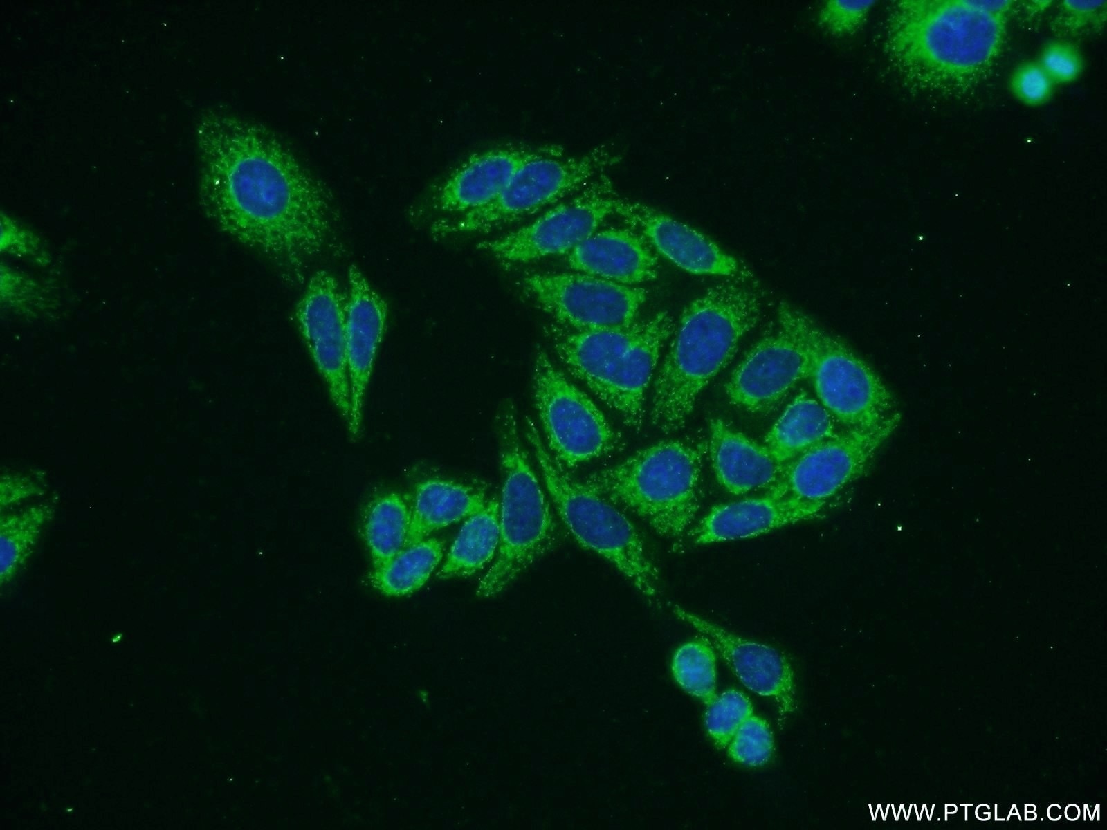 Immunofluorescence (IF) / fluorescent staining of HepG2 cells using VANGL2 Polyclonal antibody (21492-1-AP)