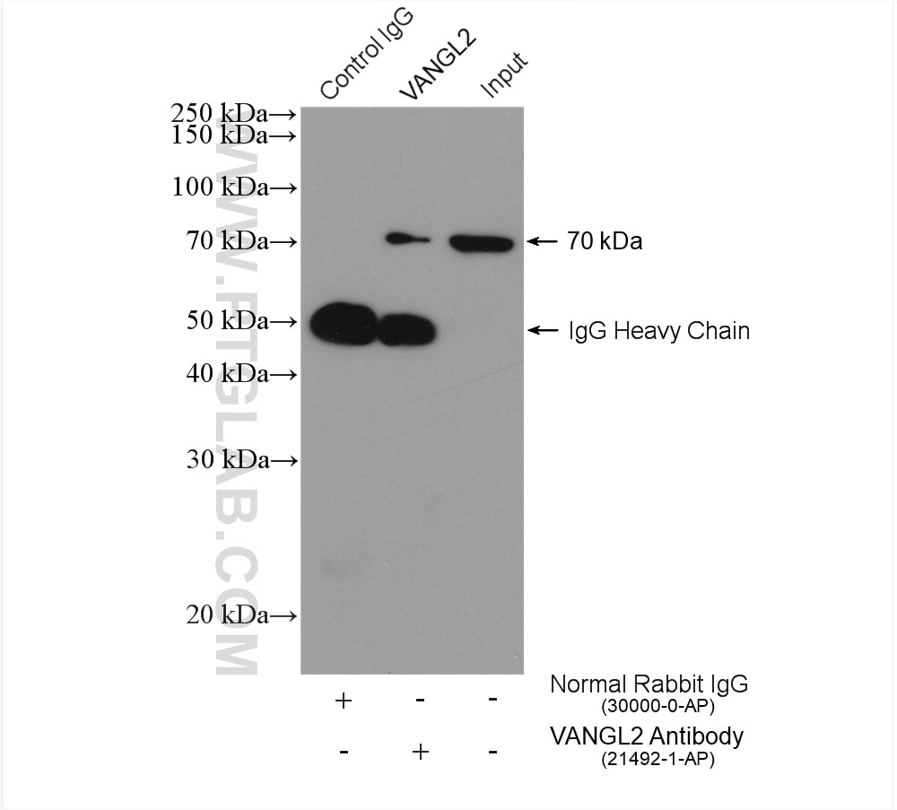 Immunoprecipitation (IP) experiment of HepG2 cells using VANGL2 Polyclonal antibody (21492-1-AP)