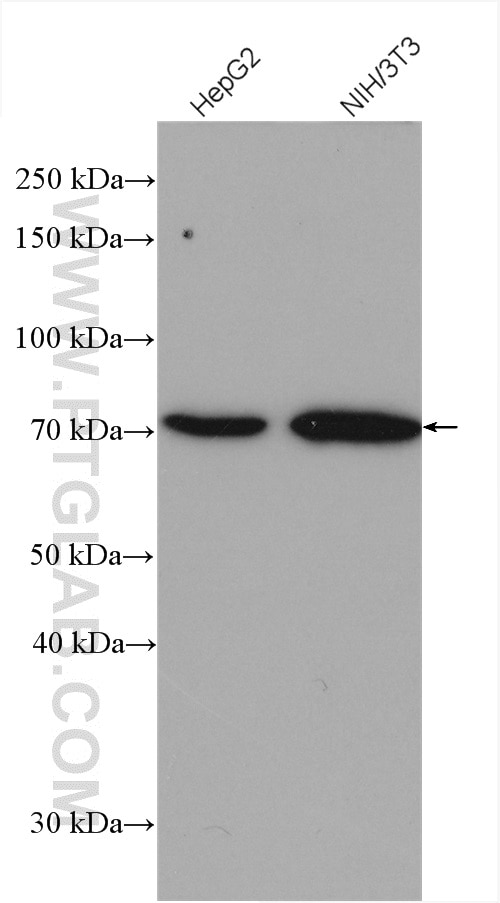 Western Blot (WB) analysis of various lysates using VANGL2 Polyclonal antibody (21492-1-AP)