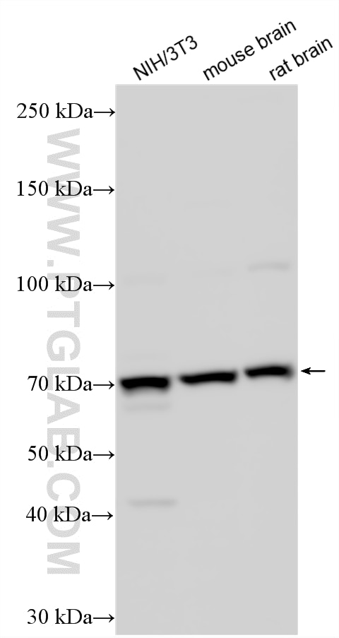 Various lysates were subjected to SDS PAGE followed by western blot with 21492-1-AP (VANGL2 antibody) at dilution of 1:3000 incubated at room temperature for 1.5 hours. Western Blot (WB) analysis of various lysates using VANGL2 Polyclonal antibody (21492-1-AP)