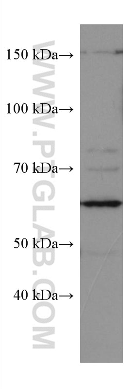 Western Blot (WB) analysis of HepG2 cells using VANGL2 Monoclonal antibody (67273-1-Ig)