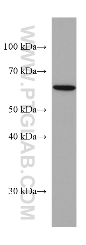 Western Blot (WB) analysis of MCF-7 cells using VANGL2 Monoclonal antibody (67273-1-Ig)