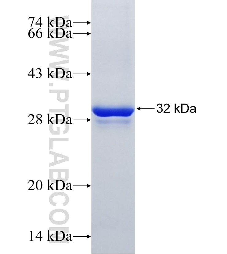 VANGL2 fusion protein Ag15833 SDS-PAGE