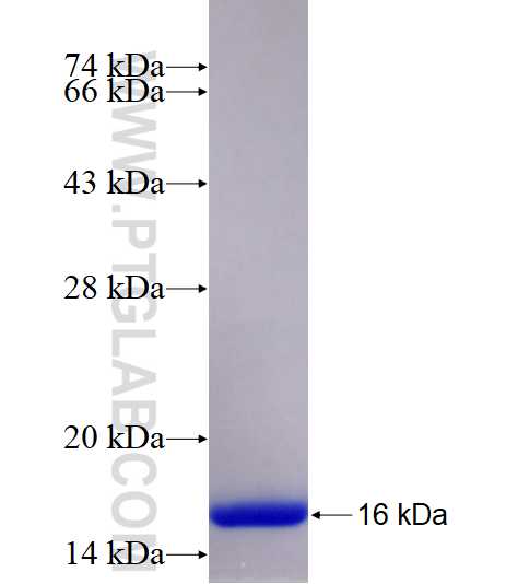 VANGL2 fusion protein Ag16980 SDS-PAGE