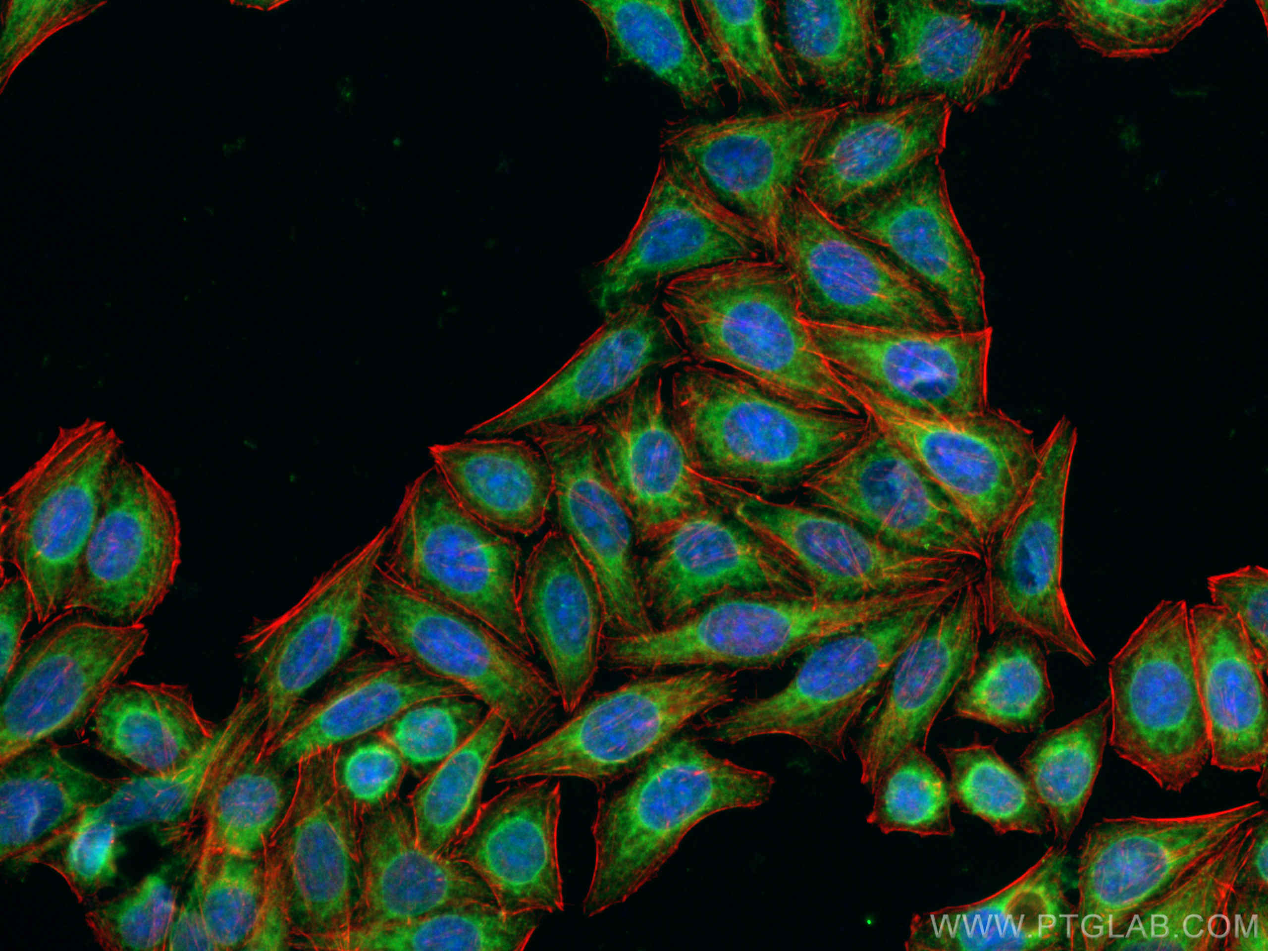 Immunofluorescence (IF) / fluorescent staining of HepG2 cells using VAPA Polyclonal antibody (15275-1-AP)