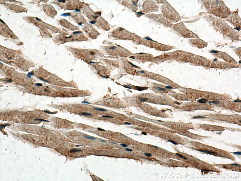 Immunohistochemistry (IHC) staining of mouse heart tissue using VAPA Polyclonal antibody (15275-1-AP)