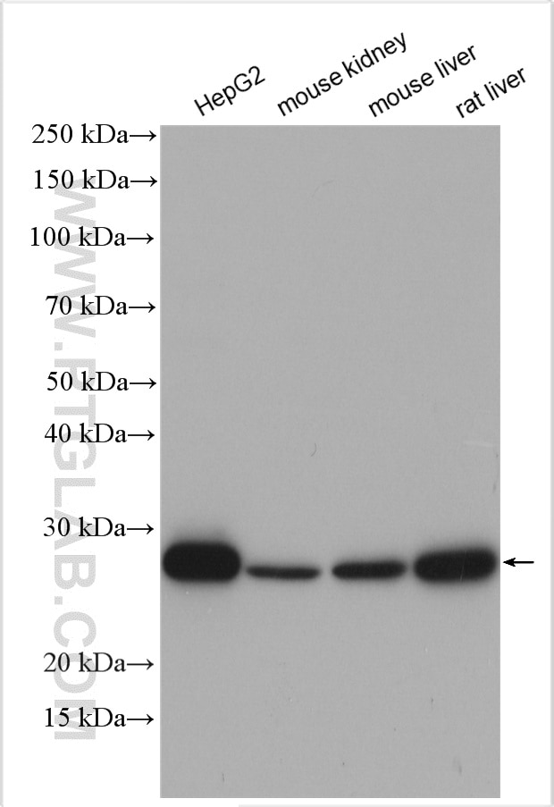 Western Blot (WB) analysis of various lysates using VAPA Polyclonal antibody (15275-1-AP)