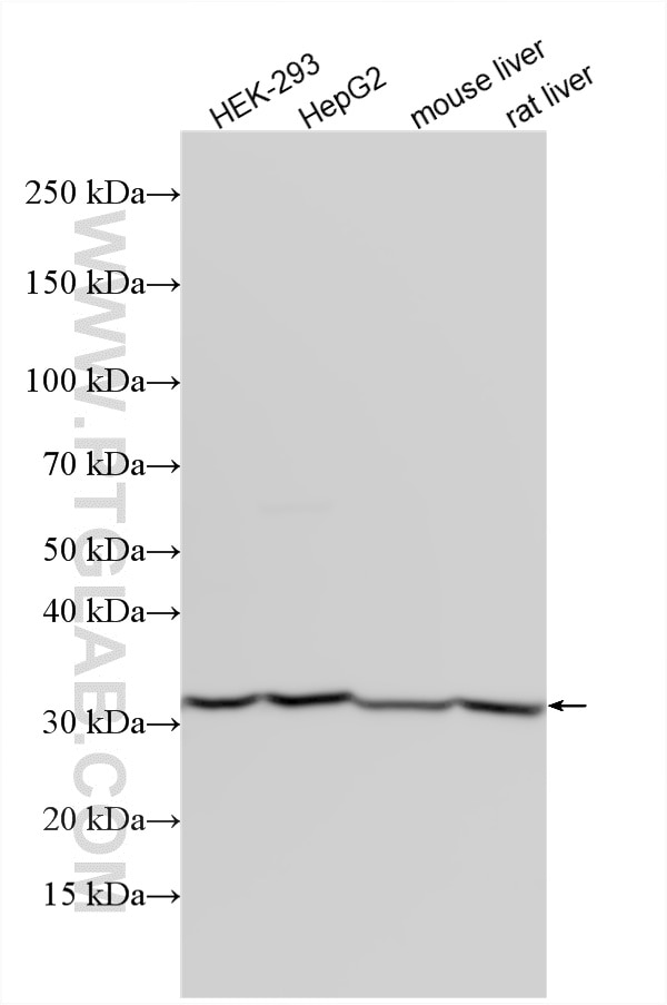 WB analysis of HEK-293 using 15275-1-AP Western Blot (WB) analysis of HEK-293 cells using VAPA Polyclonal antibody (15275-1-AP)