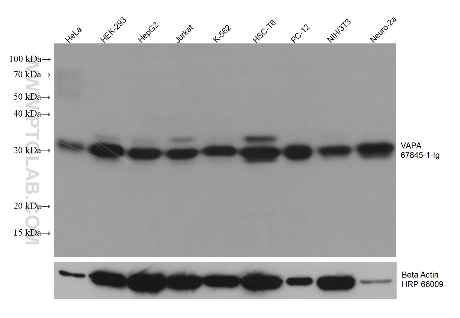 Western Blot (WB) analysis of various lysates using VAPA Monoclonal antibody (67845-1-Ig)