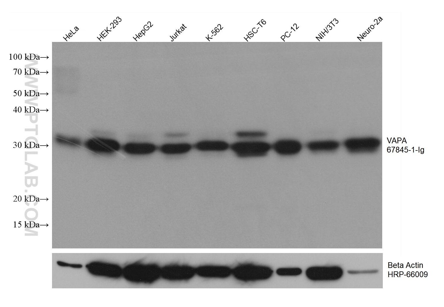 Western Blot (WB) analysis of various lysates using VAPA Monoclonal antibody (67845-1-Ig)