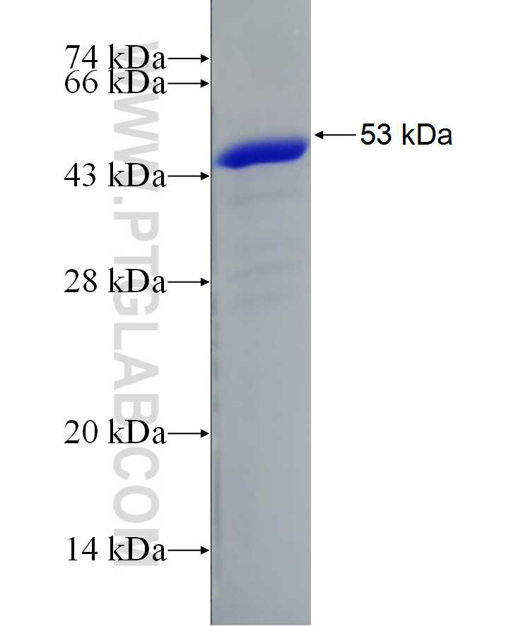 VAPA fusion protein Ag7393 SDS-PAGE