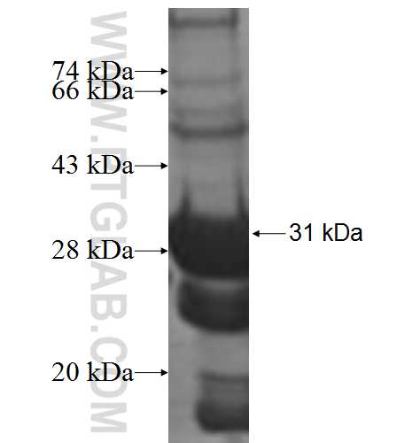 VAPA fusion protein Ag7819 SDS-PAGE