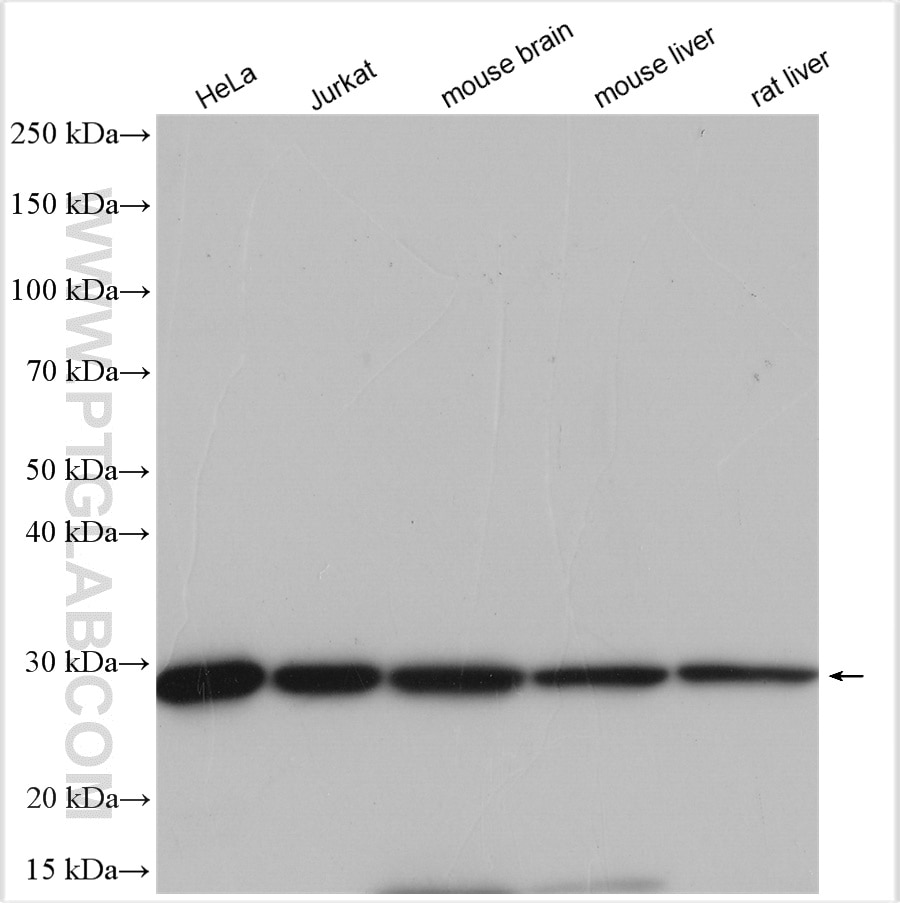 Western Blot (WB) analysis of various lysates using VAPB Polyclonal antibody (14477-1-AP)