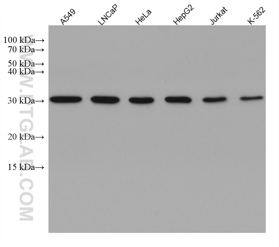 Western Blot (WB) analysis of various lysates using VAPB Monoclonal antibody (66191-1-Ig)