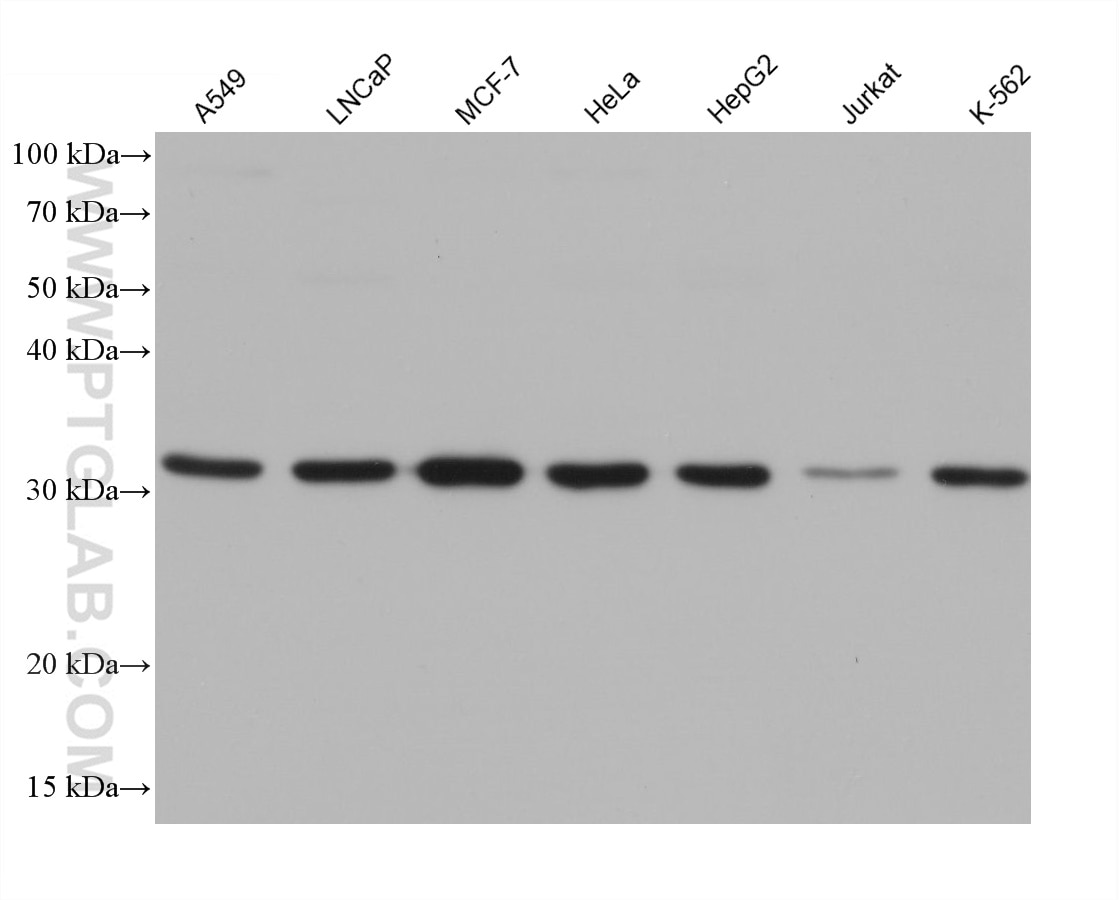 Western Blot (WB) analysis of various lysates using VAPB Monoclonal antibody (66191-1-Ig)