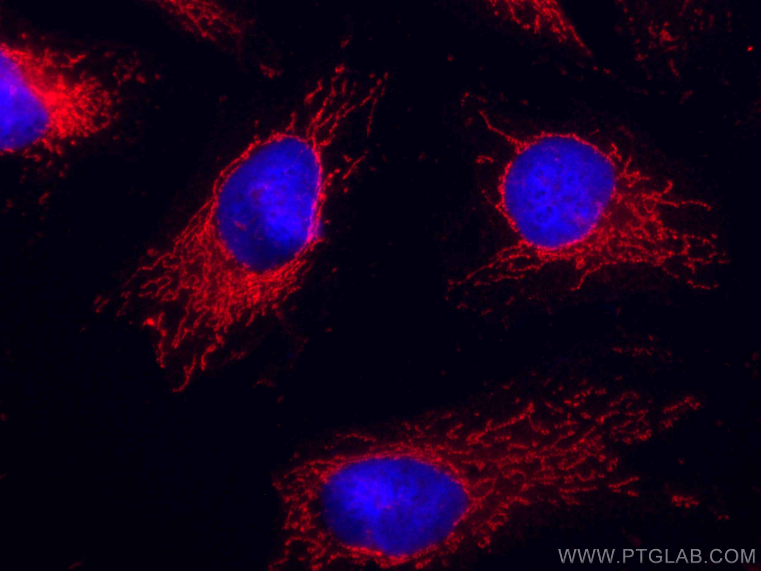 IF Staining of HepG2 using CL594-66191