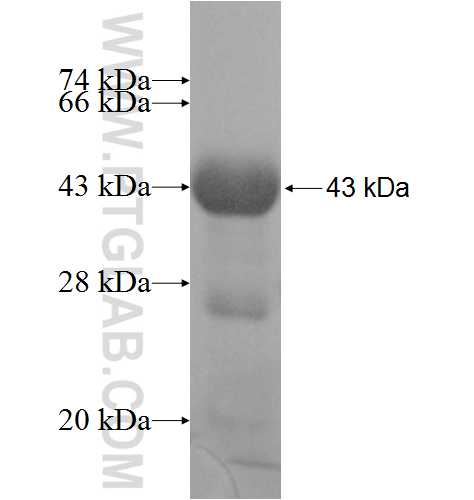 VARS fusion protein Ag9312 SDS-PAGE