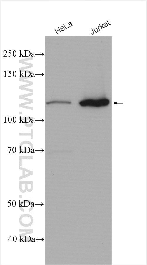 Western Blot (WB) analysis of various lysates using VARS2 Polyclonal antibody (15776-1-AP)