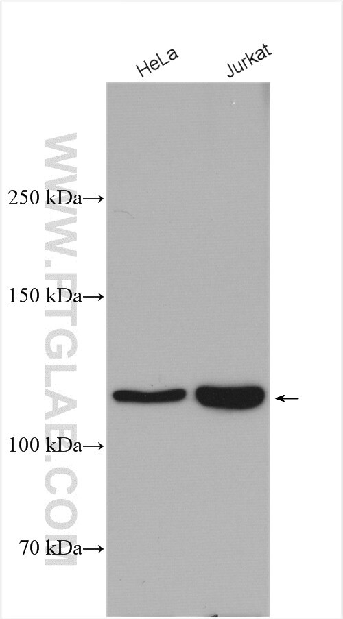 Western Blot (WB) analysis of various lysates using VARS2 Polyclonal antibody (15776-1-AP)