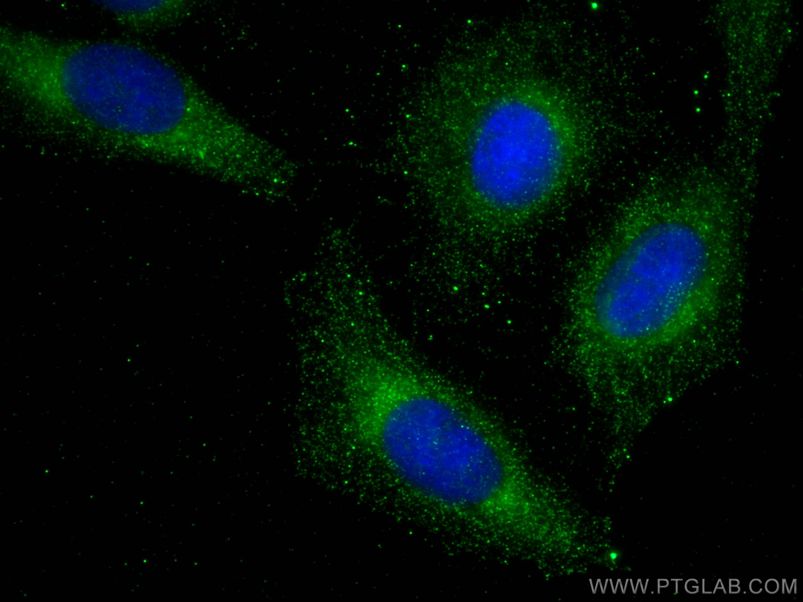 Immunofluorescence (IF) / fluorescent staining of U2OS cells using VASH1 Polyclonal antibody (12730-1-AP)