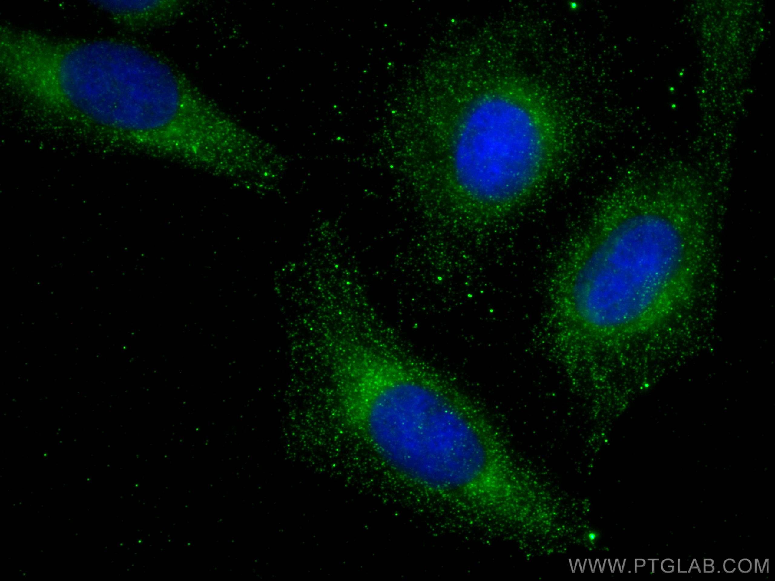 IF Staining of U2OS using 12730-1-AP