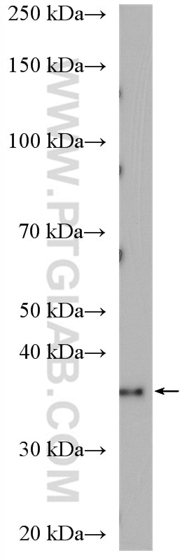 Western Blot (WB) analysis of MCF-7 cells using VASH1 Polyclonal antibody (12730-1-AP)