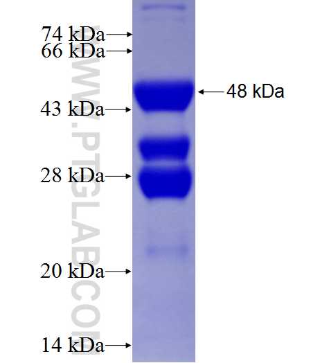 VASH1 fusion protein Ag3435 SDS-PAGE